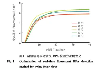 猪瘟病毒实时荧光重组酶聚合酶扩增检测方法的建立及应用
