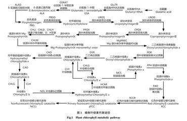 彩叶树种叶色影响因素及光合特性研究进展
