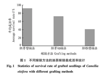 油茶芽苗砧嫁接育苗技术研究