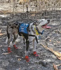 搜救犬的故事2