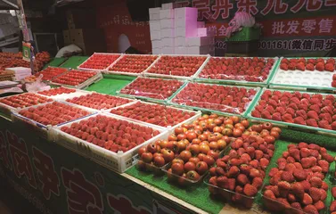 丹东与草莓,命运的纠葛1