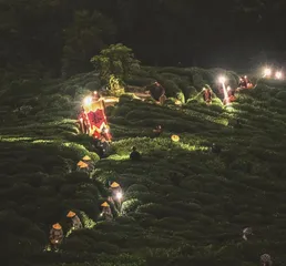 一部反传销电影,拍出山水画美学1