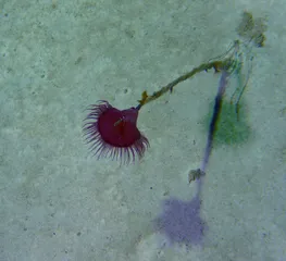 海底的石头，藏着地球的秘密2