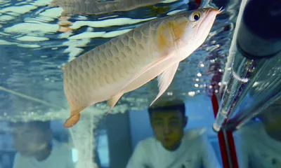 自雇年代:用热情算法生成个体自足1