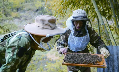 自雇年代:用热情算法生成个体自足2