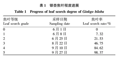 半干旱地区银杏叶片黄化过程中生理生态变化