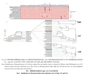 铜绿假单胞菌核糖体蛋白YggL的演化与功能分析