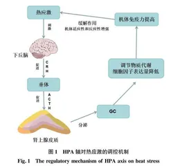 热应激对肉牛机体的影响及预防措施研究进展