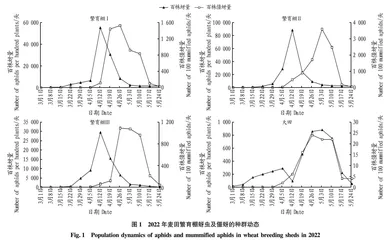 繁育棚麦田繁育蚜茧蜂的效果研究