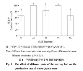刻芽对设施冬枣生长发育的影响