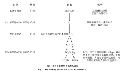 优质感温型三系杂交水稻新组合软华优197选育及应用