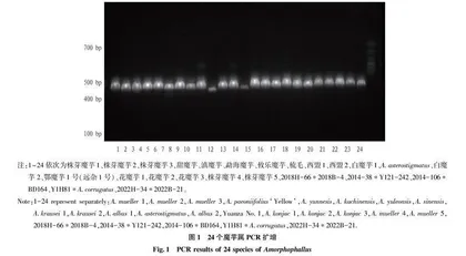 基于trnL-trnF基因序列鉴别魔芋属核心种质资源