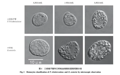三疣梭子蟹和口虾蛄血细胞图像流式分类分析