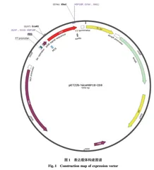 烟草 HSP18.1 基因生信分析及非生物胁迫下表达分析