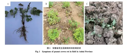 花生冠腐病病原菌的分离鉴定及生物学特性研究