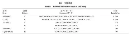 番茄bHLH转录因子SlbHLH077的克隆及表达分析