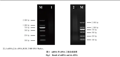 生物胁迫下黄瓜酵母双杂交cDNA文库构建与鉴定
