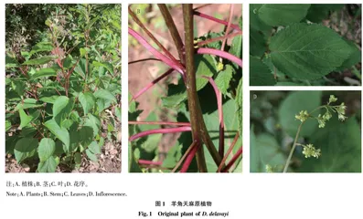 民族药羊角天麻的综合鉴定