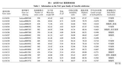 基于全长转录组测序的金花茶NAC基因家族鉴定及分析