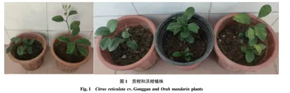 贡柑和沃柑E3泛素连接酶U-box基因的克隆