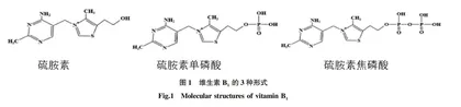 物维生素B<sub>1</sub>生物合成及生物强化的研究进展