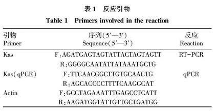涮辣和昆明皱皮椒Kas生物信息学及表达分析