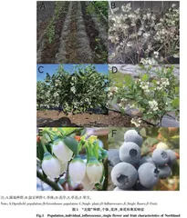 2种生长环境条件下北陆蓝莓开花物候与生殖特性的对比研究