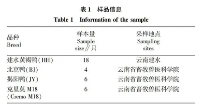 建水黄褐鸭线粒体D-loop区遗传多样性分析