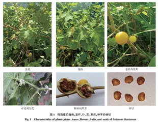 喀西茄Solanum khasianum形态特征·分布与危害研究