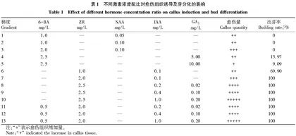 马铃薯高效再生及遗传转化体系的优化