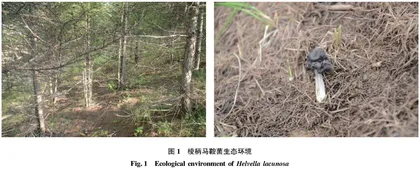 山西棱柄马鞍菌的生境调查及形态学研究