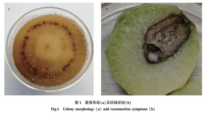 萝卜丝核菌根腐病病原鉴定及其对杀菌剂的敏感性