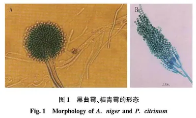 氧浓度对丝绸上霉菌生长的影响