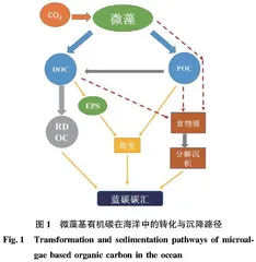 微藻在蓝碳中的作用机制及影响因素
