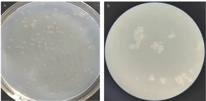 乌梅对柱状黄杆菌抑菌效果研究19