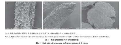 牛蒡繁育系统与花部特征研究