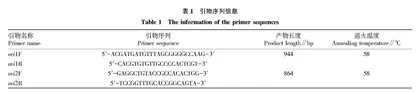 绵羊支原体肺炎病原巢式PCR检测方法的建立与应用