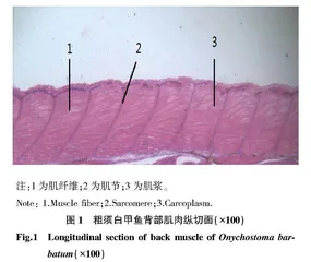 梵净山地区粗须白甲鱼肌肉组织结构特征的初步分析