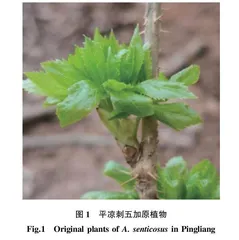 平凉刺五加叶生药学研究及其有效成分含量测定