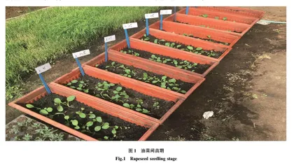 玉米秸秆炭化产物对油菜苗期生长的影响