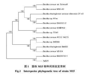 一株蜡样芽孢杆菌产抑菌物质发酵条件优化及抑菌效果研究