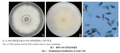 临沂地区草莓叶枯病病原菌的分离鉴定及其生物学特性研究