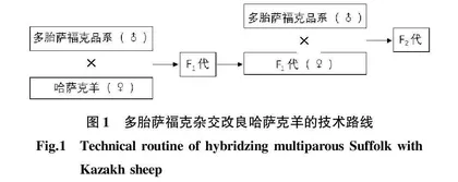 多胎萨福克与哈萨克羊杂交F1和F2代屠宰性能的比较