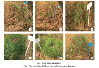 中日照地区不同洋葱品种对比试验研究