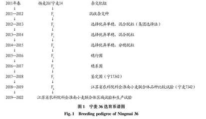 优质弱筋小麦新品种宁麦36的选育研究