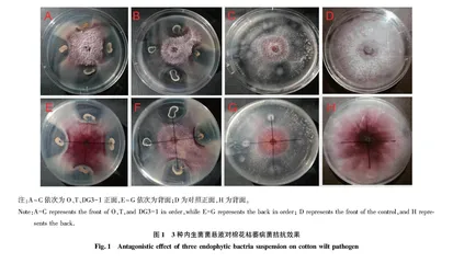 3株内生菌对棉花枯萎病菌拮抗效果研究