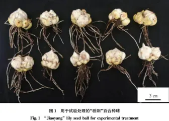 不同处理对百合鳞片扦插诱导小鳞茎的影响
