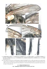 河南口岸进口绿豆截获的伪粗野粉蝇鉴定