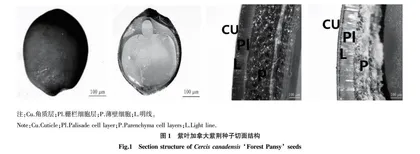 紫叶加拿大紫荆种子休眠与萌发特性研究
