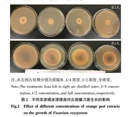 橘皮对黄瓜苗期枯萎病的防效